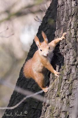 European red squirrel